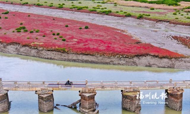 滩涂“红毯”映古桥——碱蓬草变红，福清这里美成画