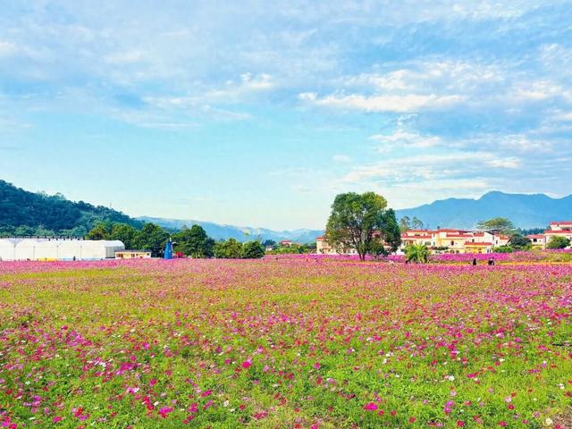 格桑花开！共赴一场反季的浪漫