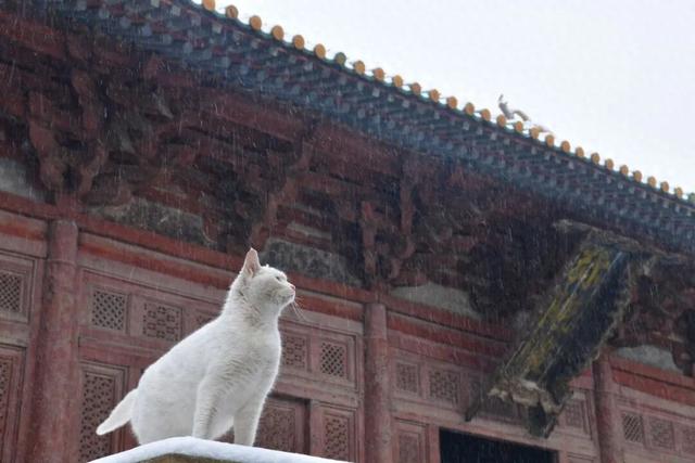 朔州：这场雪，认真