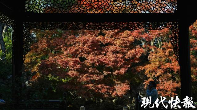 冬季限定美景，扬州何园的鸡爪槭红了