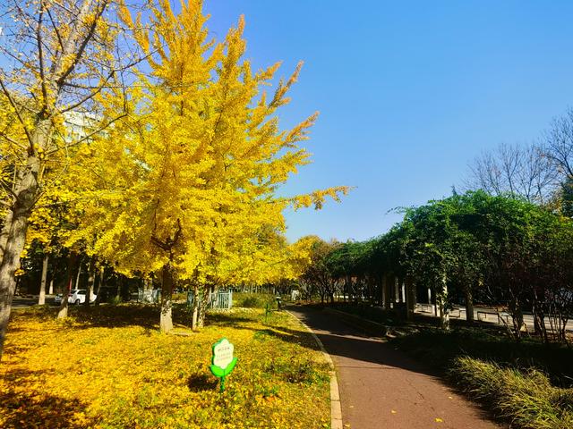 初冬黄白河路五环健身公园 色彩斑斓健与美交融