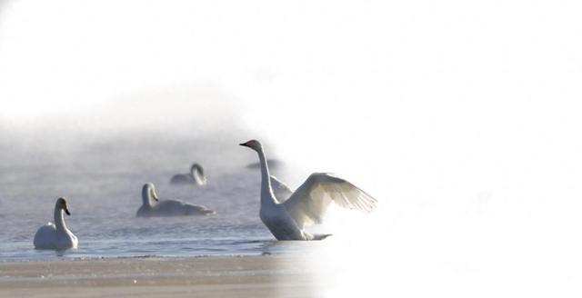 双湖藏秘境 万鸟觅踪来 2026年青海省越冬水鸟监测日记②