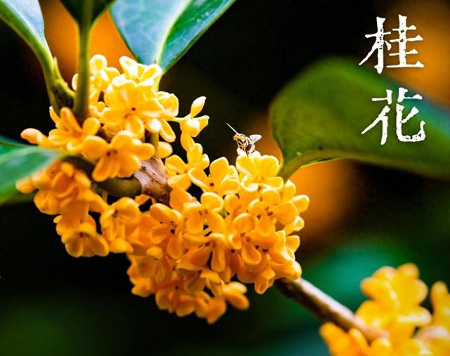 腾讯软件中心