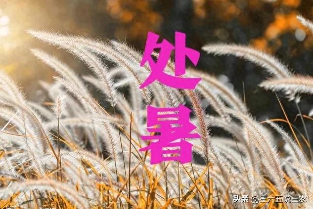 “上午处暑凉嗖嗖，下午处暑热得哭”，今年处暑在几点？答案来了