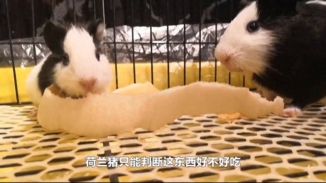 荷兰猪多久洗一次澡好（荷兰猪在饲养时要避免哪些误区）