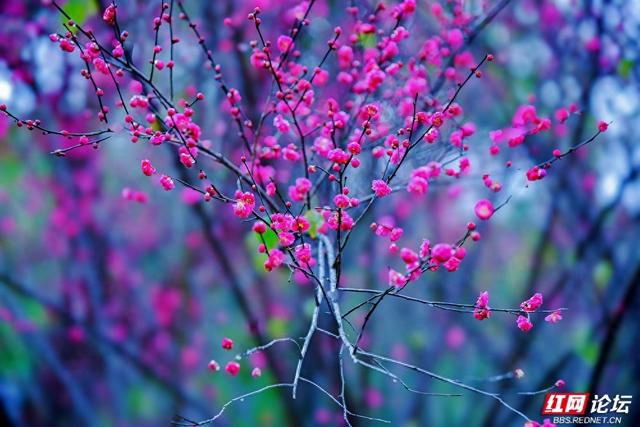 组图丨黛瓦红梅，是藏在石峰公园里的中式浪漫