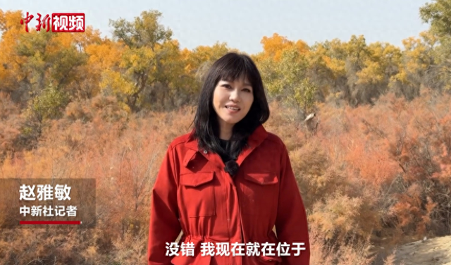 新疆轮台县原始胡杨林迎来最佳观赏期