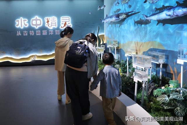 穿越亿年时空 探寻“水中精灵” 贵州省地质博物馆新展引关注