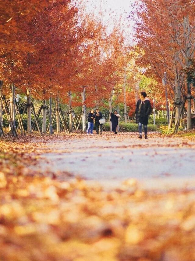 上海市区免费公园的枫叶大道红了！还有通往 “欧洲城堡” 的绝美旋梯→