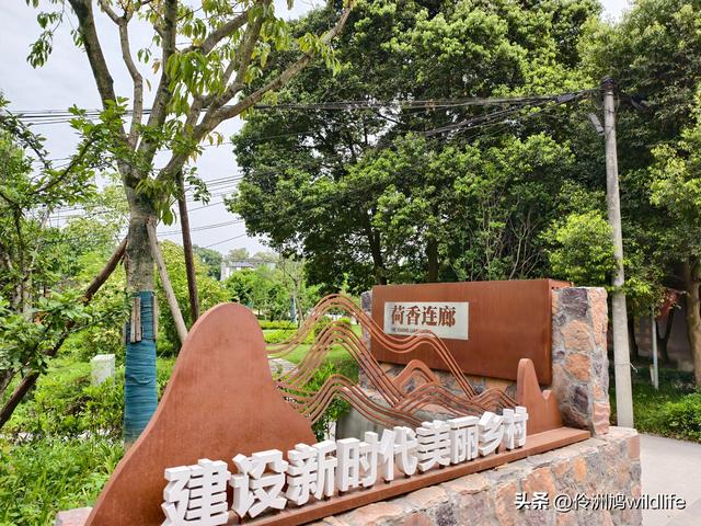 成都徒步（64）·新津篇③观音寺
