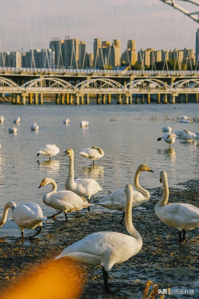 西安出发当日往返，天鹅湖游玩全攻略！