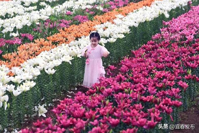 国庆去打卡！宜春人自己的“普罗旺斯”