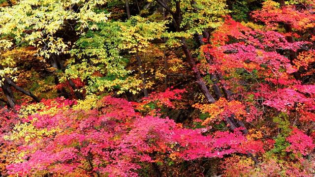 醉秋图丨辽宁本溪：层林尽染，清霜醉红霞