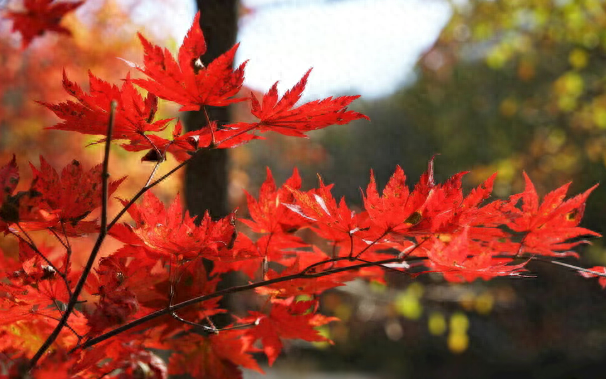 郑州这54条落叶不扫景观道，速来打卡！