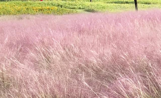 在上海浦东,推荐5个适合秋天拍照的公园