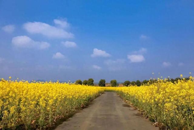 免费打卡！乐山这些地方的油菜花可以约起来啦~