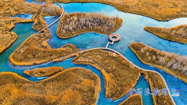 甘肃张掖：湿地披“金”