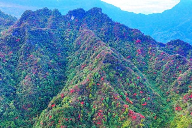 重庆酉阳：山羊村红叶进入最佳观赏期 层林尽染引客来
