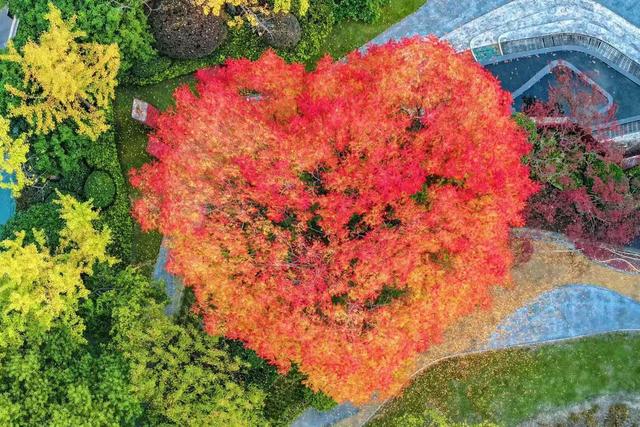 火红黄连木火成网红，就在武汉园博园！黄金打卡时间只剩一周