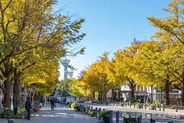 李小萌:在日本,闻到北京的秋天