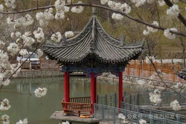 大桥镇：樱花烂漫绽枝头 春日美景引客来