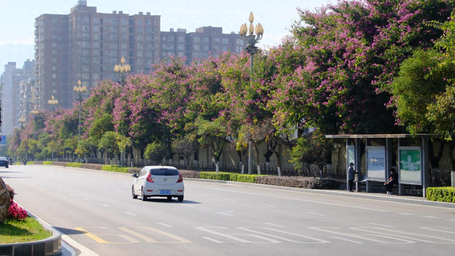 西昌12月“爆改”冬天？这条粉色大道开满了花