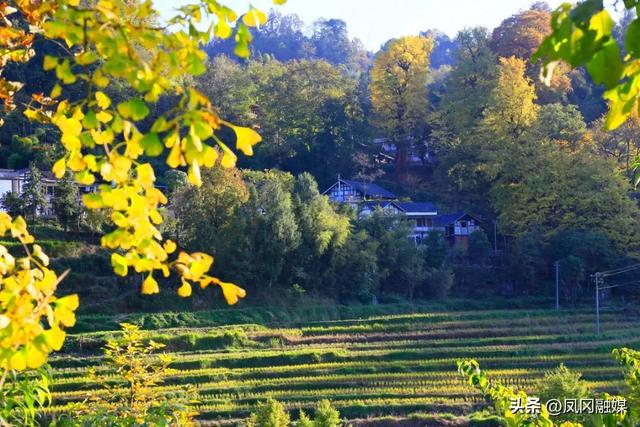 凤冈:深山银杏披“金甲” 正是最美赏景时