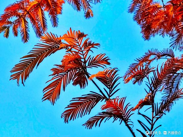 冬日水杉叶泛红，沂河岸边添美景