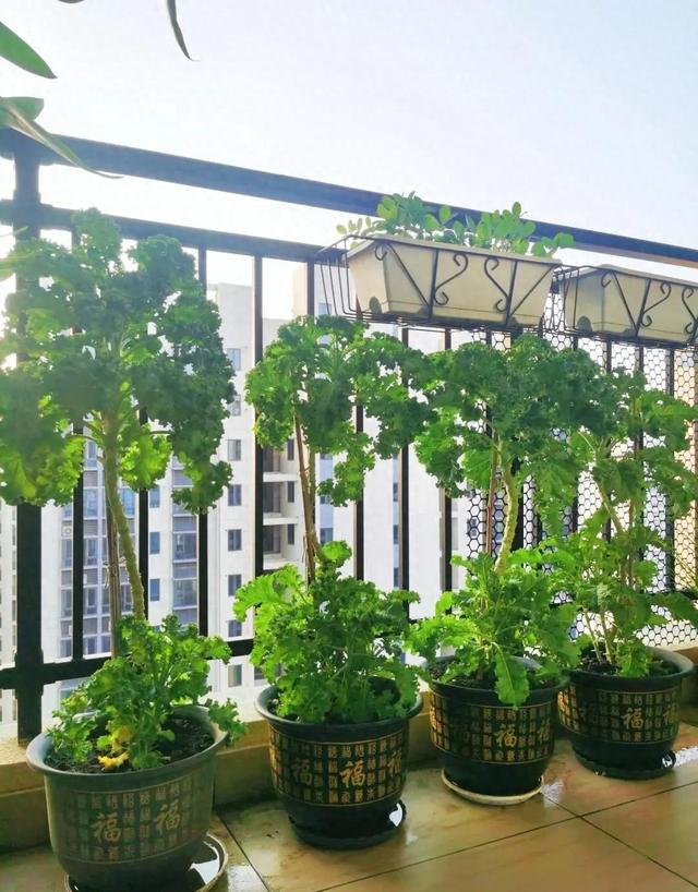 3年只养4棵菜，根本吃不完”，女子分享“种菜新思路”：太值了