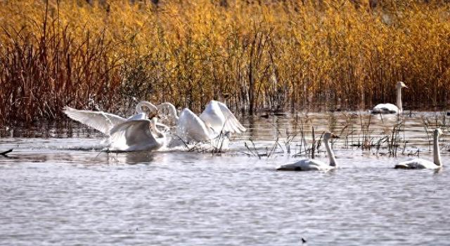 黑河湿地美景喜迎越冬“贵客”陆续抵达
