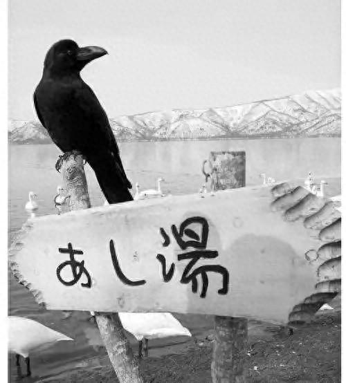 日本骂中国吃乌鸦！结果反被扒食鸦历史，还拿乌鸦做成刺身