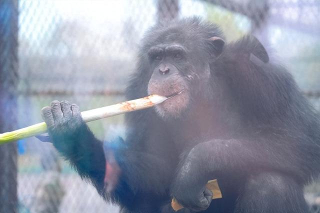 竟然因为吃葱走红！这个山东“明星”又开启吃播模式了……