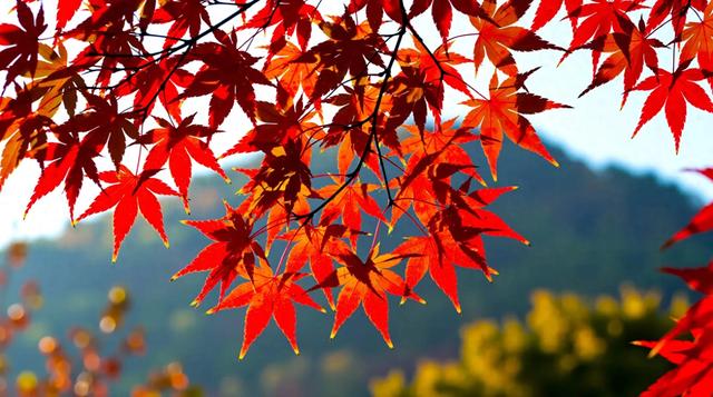 南京的秋是七彩画布