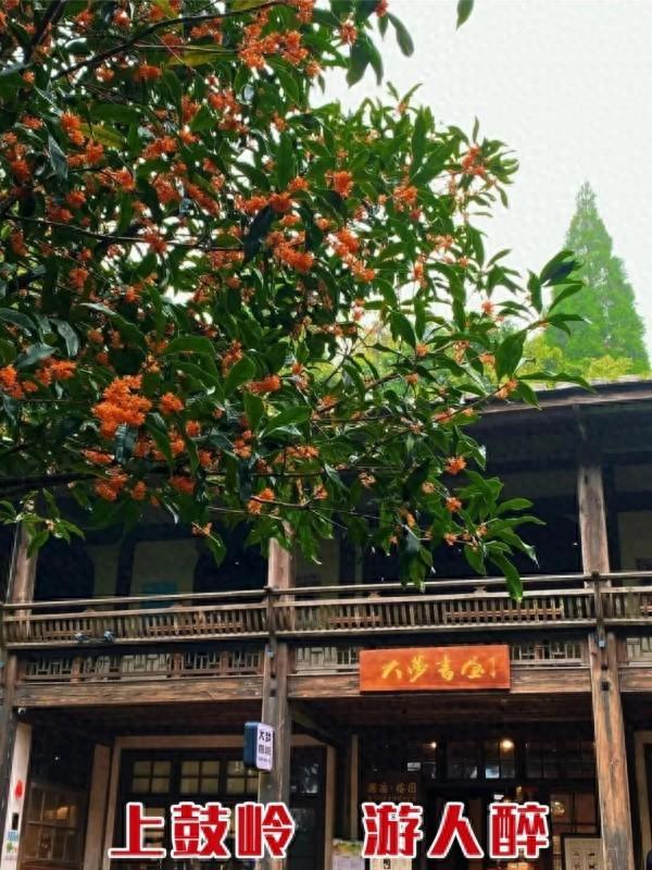 醉美秋色！福州鼓岭迎来“颜值巅峰”期！