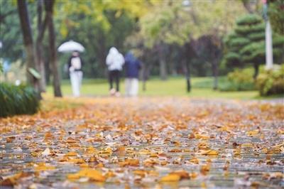 遍地“碎金”入油画