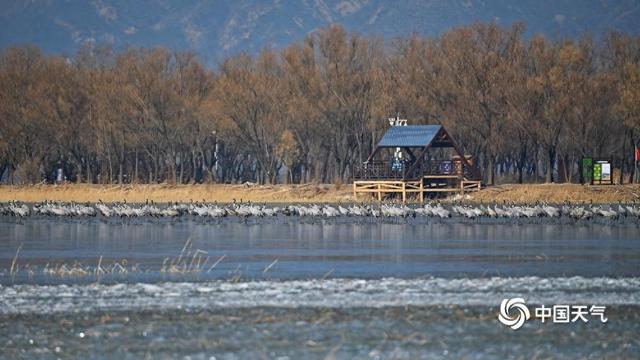 野鸭湖灰鹤群“起舞” 绘就冬日和谐生态画卷