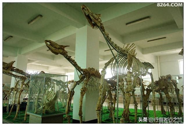 山东行游影记（27）—平邑天宇自然博物馆（二）