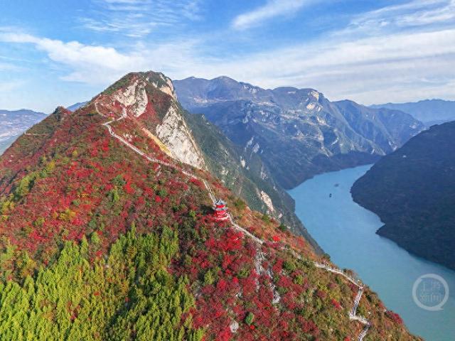 重庆巫山“三峡龙脊”红叶迎来观赏期