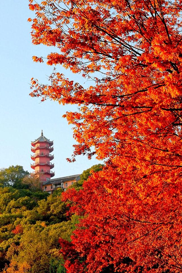 红枫银杏里,读懂惠山古镇的秋冬