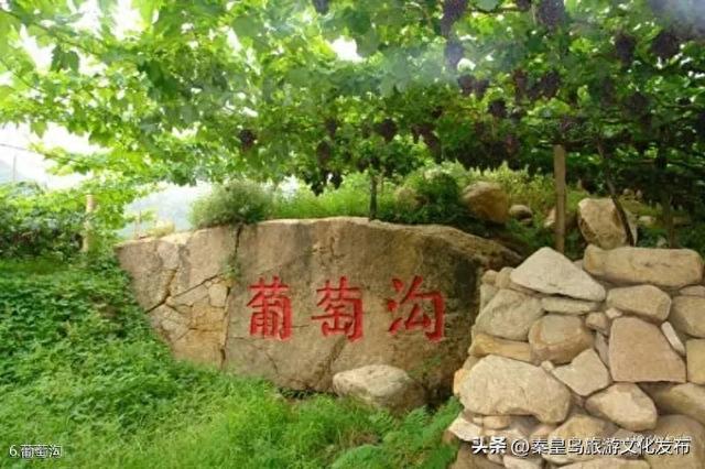 夏日特辑|体验葡萄架下的甜蜜慢生活，秦皇岛葡园采摘与红酒品鉴两日游线路！