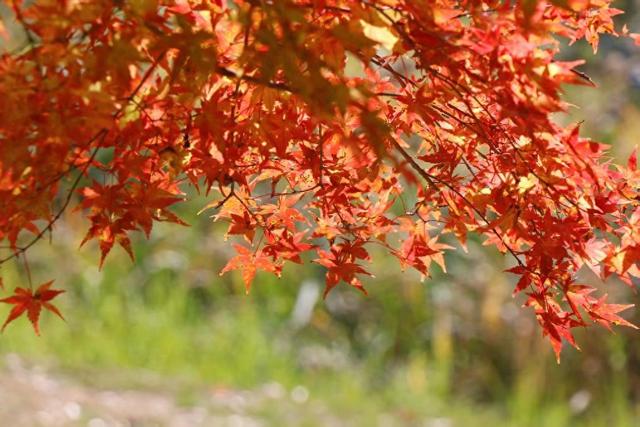 江西南昌：红叶若霞 斑斓如画