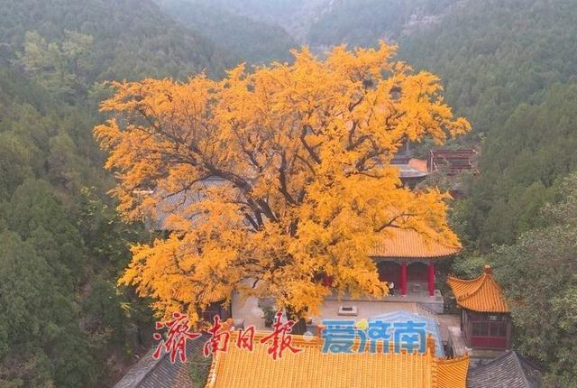 千年银杏披金甲，淌豆寺里醉深秋