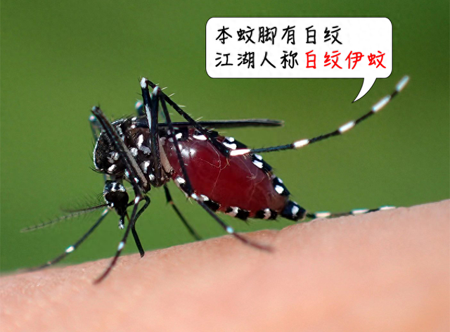 国庆、中秋双节，请收好这份重点传染病防控健康提示→