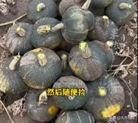 500斤菜不要钱！河北夫妻自驾内蒙古“捡菜”，省钱还是占便宜？