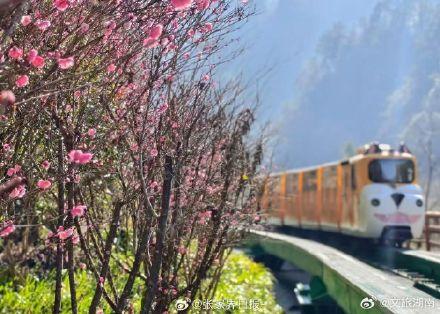 冬日张家界腊梅初绽