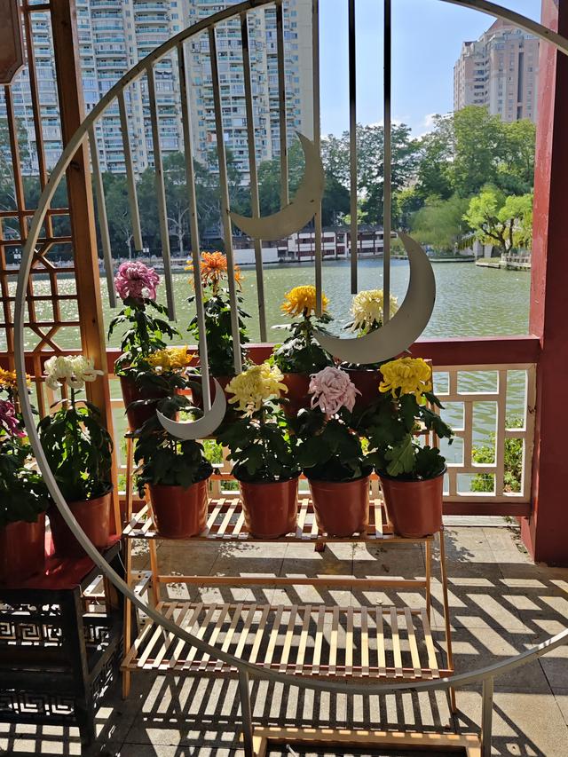 福州西湖公园2025年菊花展