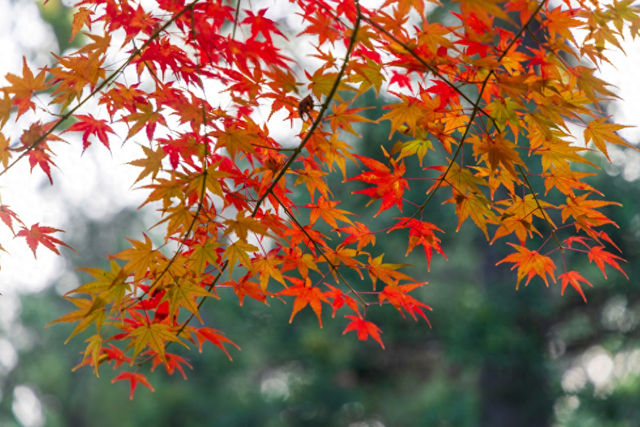银杏浓烈似金，松柏深翠如墨！京城这景色太美了