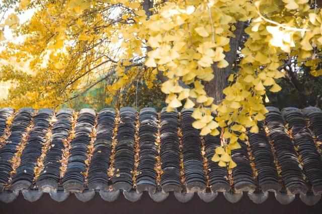 限时绝美！此刻，常州颜值巅峰