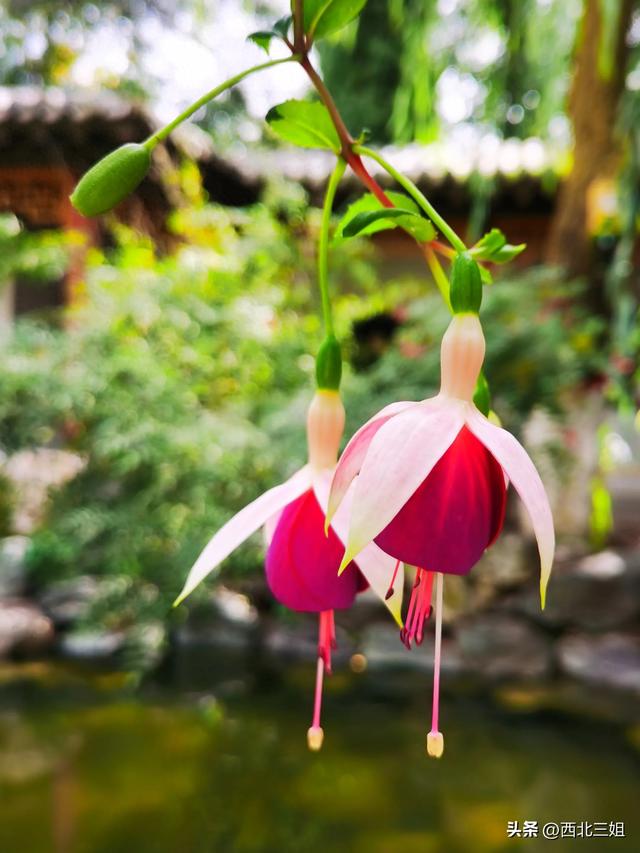 西宁植物园，花开时节恰逢秋