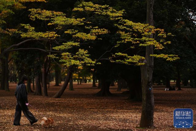 东京：秋意盎然
